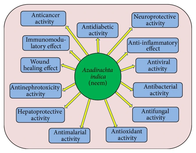 medicinal properties of neem